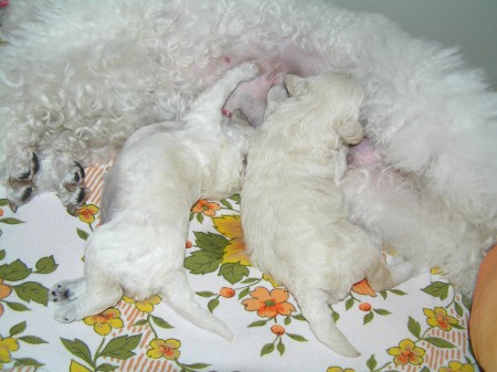 Dorly štěňátka 13. den 450 a 500 gramů